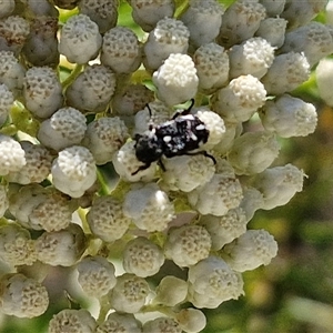 Microvalgus sp. (genus) at Goulburn, NSW - 20 Nov 2024 04:45 PM