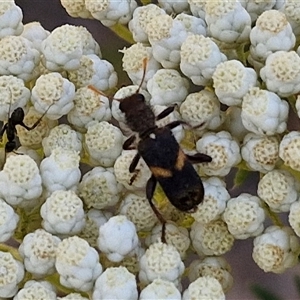 Eleale pulchra at Goulburn, NSW - 20 Nov 2024 04:40 PM