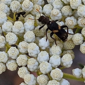 Eleale pulchra at Goulburn, NSW - 20 Nov 2024