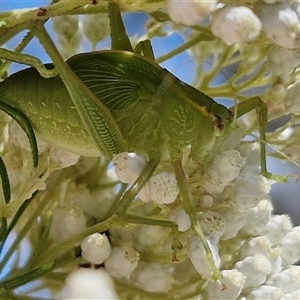 Caedicia simplex at Goulburn, NSW - 20 Nov 2024 04:36 PM