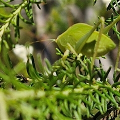 Caedicia simplex at Goulburn, NSW - 20 Nov 2024