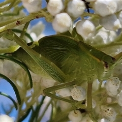 Caedicia simplex at Goulburn, NSW - 20 Nov 2024