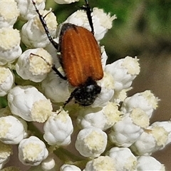 Phyllotocus rufipennis (Nectar scarab) at Goulburn, NSW - 20 Nov 2024 by trevorpreston