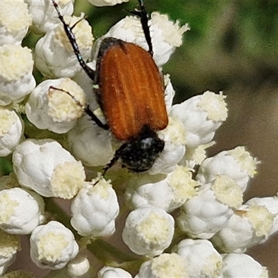 Phyllotocus rufipennis (Nectar scarab) at Goulburn, NSW - 20 Nov 2024 by trevorpreston