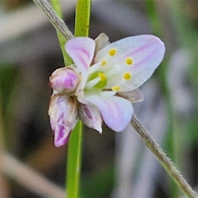 Laxmannia gracilis (Slender Wire Lily) at Goulburn, NSW - 20 Nov 2024 by trevorpreston