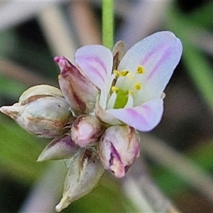 Laxmannia gracilis at Goulburn, NSW - 20 Nov 2024