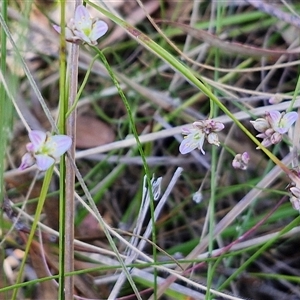 Laxmannia gracilis at Goulburn, NSW - 20 Nov 2024