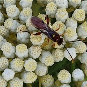 Ichneumonoidea (Superfamily) at Goulburn, NSW - 20 Nov 2024