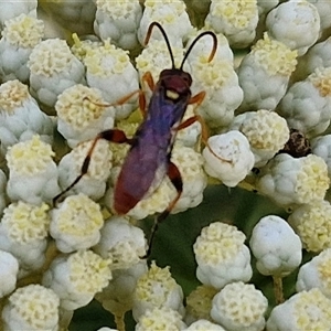 Ichneumonoidea (Superfamily) at Goulburn, NSW - 20 Nov 2024 04:32 PM