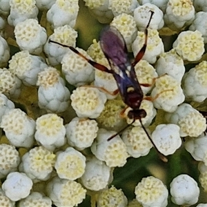 Ichneumonoidea (Superfamily) at Goulburn, NSW - 20 Nov 2024 04:32 PM