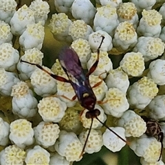 Ichneumonoidea (Superfamily) at Goulburn, NSW - 20 Nov 2024 04:32 PM