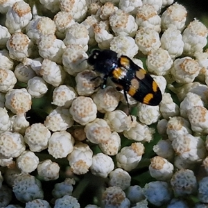 Castiarina livida at Goulburn, NSW - 20 Nov 2024