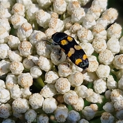 Castiarina livida at Goulburn, NSW - 20 Nov 2024