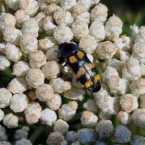 Castiarina livida at Goulburn, NSW - 20 Nov 2024