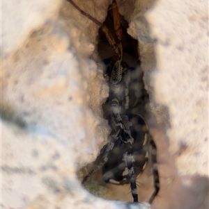 Nyssus coloripes (Spotted Ground Swift Spider) at Russell, ACT by Hejor1