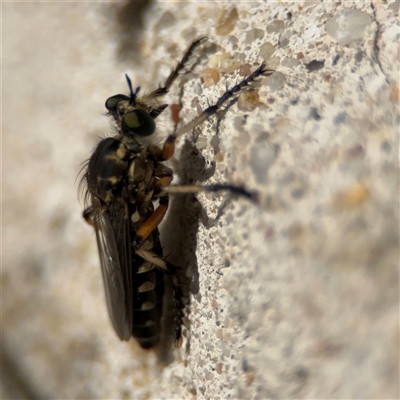 Thereutria amaraca (Spine-legged Robber Fly) at Russell, ACT - 20 Nov 2024 by Hejor1