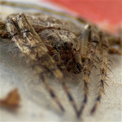 Dolophones sp. (genus) at Russell, ACT - 20 Nov 2024 12:50 PM