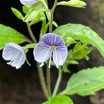 Veronica notabilis (Forest Speedwell) at Twelve Mile Peg, NSW - 16 Nov 2024 by Clarel