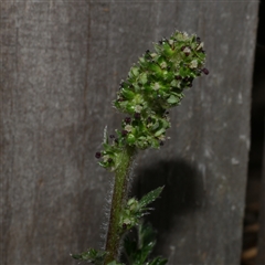 Acaena echinata at Freshwater Creek, VIC - 11 Nov 2024 by WendyEM