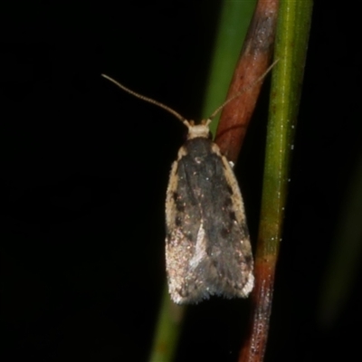 Hoplostega ochroma (a Eulechria Group moth) at Freshwater Creek, VIC - 12 Nov 2024 by WendyEM