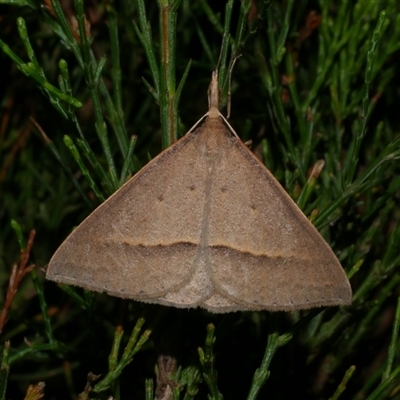 Epidesmia hypenaria (Long-nosed Epidesmia) at Freshwater Creek, VIC - 12 Nov 2024 by WendyEM