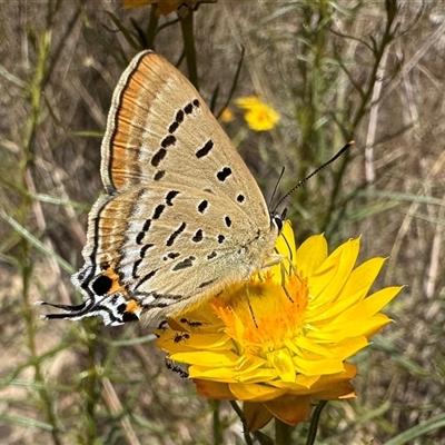 Jalmenus ictinus (Stencilled Hairstreak) at Hackett, ACT - 20 Nov 2024 by Pirom