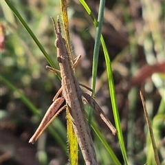 Keyacris scurra (Key's Matchstick Grasshopper) at Lake George, NSW - 20 Nov 2024 by clarehoneydove