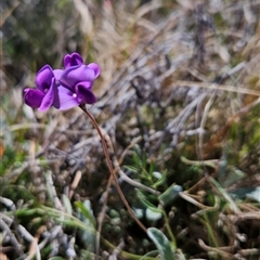 Swainsona behriana (Behr's Swainson-Pea) at Mount Clear, ACT - 19 Nov 2024 by BethanyDunne