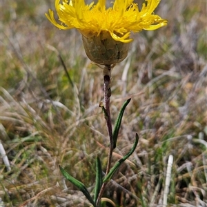 Podolepis jaceoides at Mount Clear, ACT - 20 Nov 2024 10:21 AM