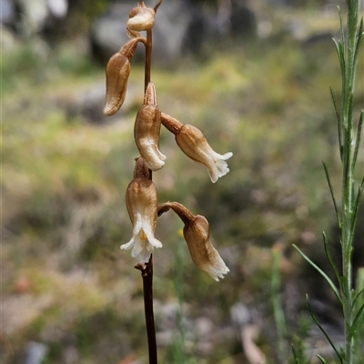 Gastrodia sesamoides (Cinnamon Bells) at Mount Clear, ACT - 20 Nov 2024 by BethanyDunne