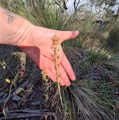 Bulbine bulbosa (Golden Lily, Bulbine Lily) at Lake George, NSW - 20 Nov 2024 by clarehoneydove