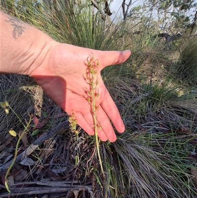 Bulbine bulbosa (Golden Lily, Bulbine Lily) at Lake George, NSW - 20 Nov 2024 by clarehoneydove