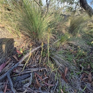 Bulbine bulbosa at Lake George, NSW - 20 Nov 2024