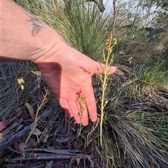 Bulbine bulbosa at Lake George, NSW - 20 Nov 2024