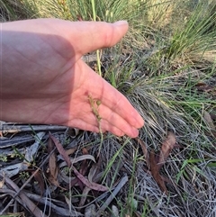 Bulbine bulbosa at Lake George, NSW - 20 Nov 2024