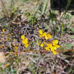 Bossiaea foliosa (Leafy Bossiaea) at Mount Clear, ACT - 20 Nov 2024 by BethanyDunne