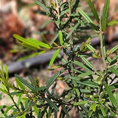 Hovea asperifolia subsp. asperifolia (Rosemary Hovea) at Cotter River, ACT - 19 Nov 2024 by BethanyDunne