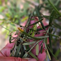 Hovea asperifolia subsp. asperifolia at Cotter River, ACT - 19 Nov 2024