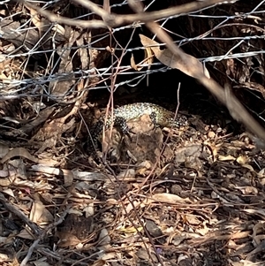 Egernia cunninghami at Watson, ACT - suppressed