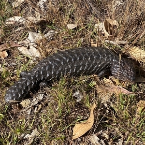 Tiliqua rugosa at Campbell, ACT - 20 Nov 2024