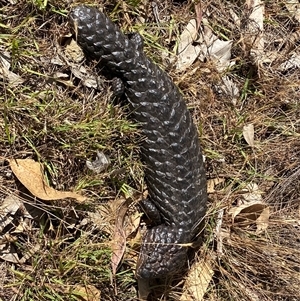 Tiliqua rugosa at Campbell, ACT - 20 Nov 2024