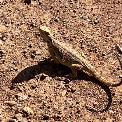 Pogona barbata (Eastern Bearded Dragon) at Ainslie, ACT - 20 Nov 2024 by SteveBorkowskis