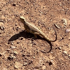 Pogona barbata at Ainslie, ACT - suppressed