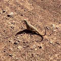 Pogona barbata at Ainslie, ACT - suppressed