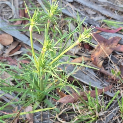 Eryngium ovinum (Blue Devil) at Lake George, NSW - 20 Nov 2024 by clarehoneydove