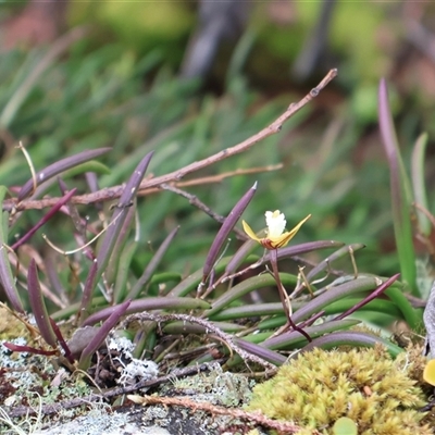 Dockrillia striolata (Streaked Rock Orchid) at Twelve Mile Peg, NSW - 16 Nov 2024 by Clarel