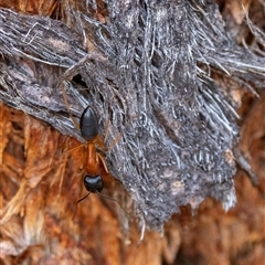 Camponotus consobrinus (Banded sugar ant) at Denman Prospect, ACT - 27 Oct 2024 by KarinNeufeld