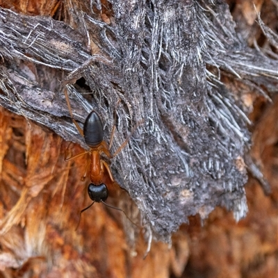 Camponotus consobrinus (Banded sugar ant) at Denman Prospect, ACT - 26 Oct 2024 by KarinNeufeld