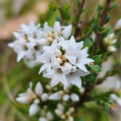 Epacris breviflora (Drumstick Heath) at Tinderry, NSW - 20 Nov 2024 by Csteele4