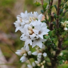 Epacris breviflora at Tinderry, NSW - 20 Nov 2024 04:14 PM